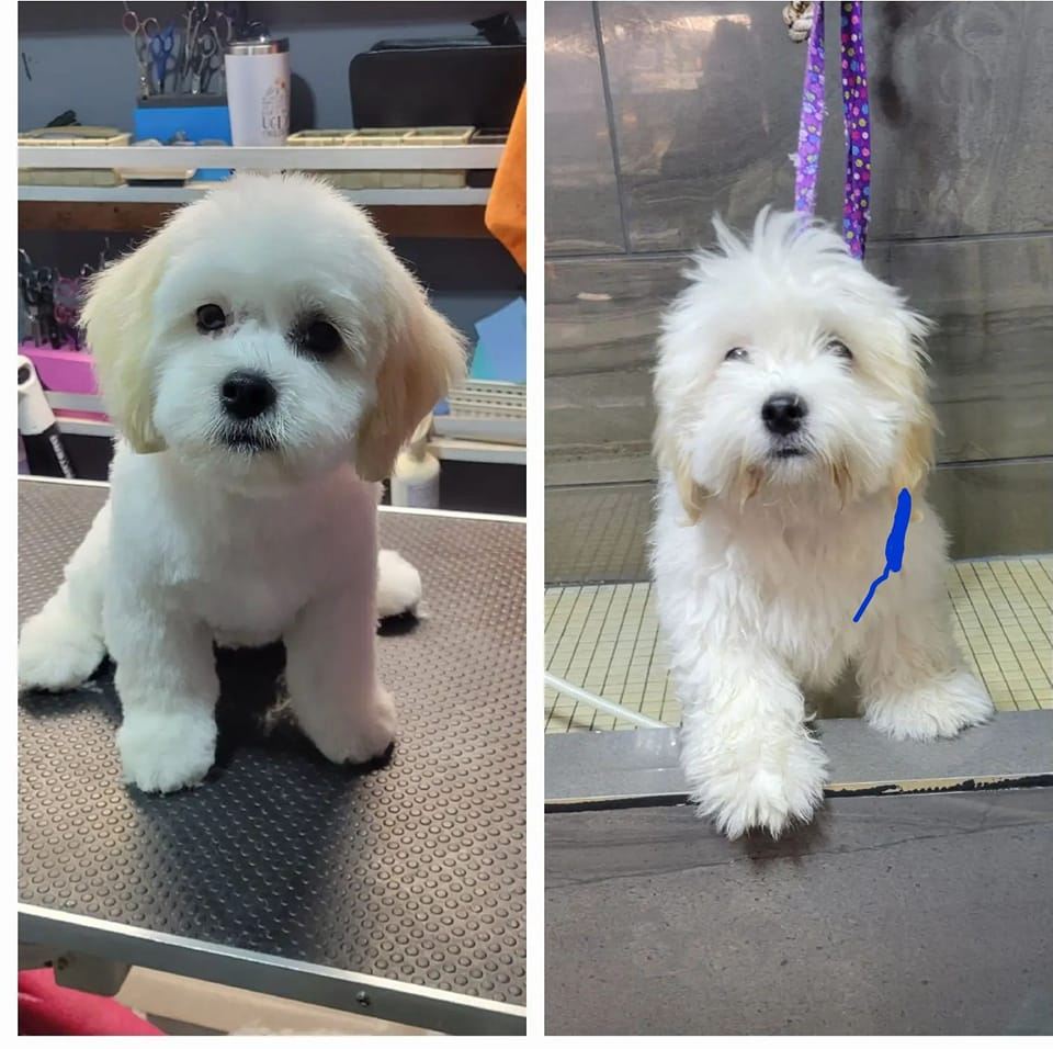 Small white puppy before and after grooming