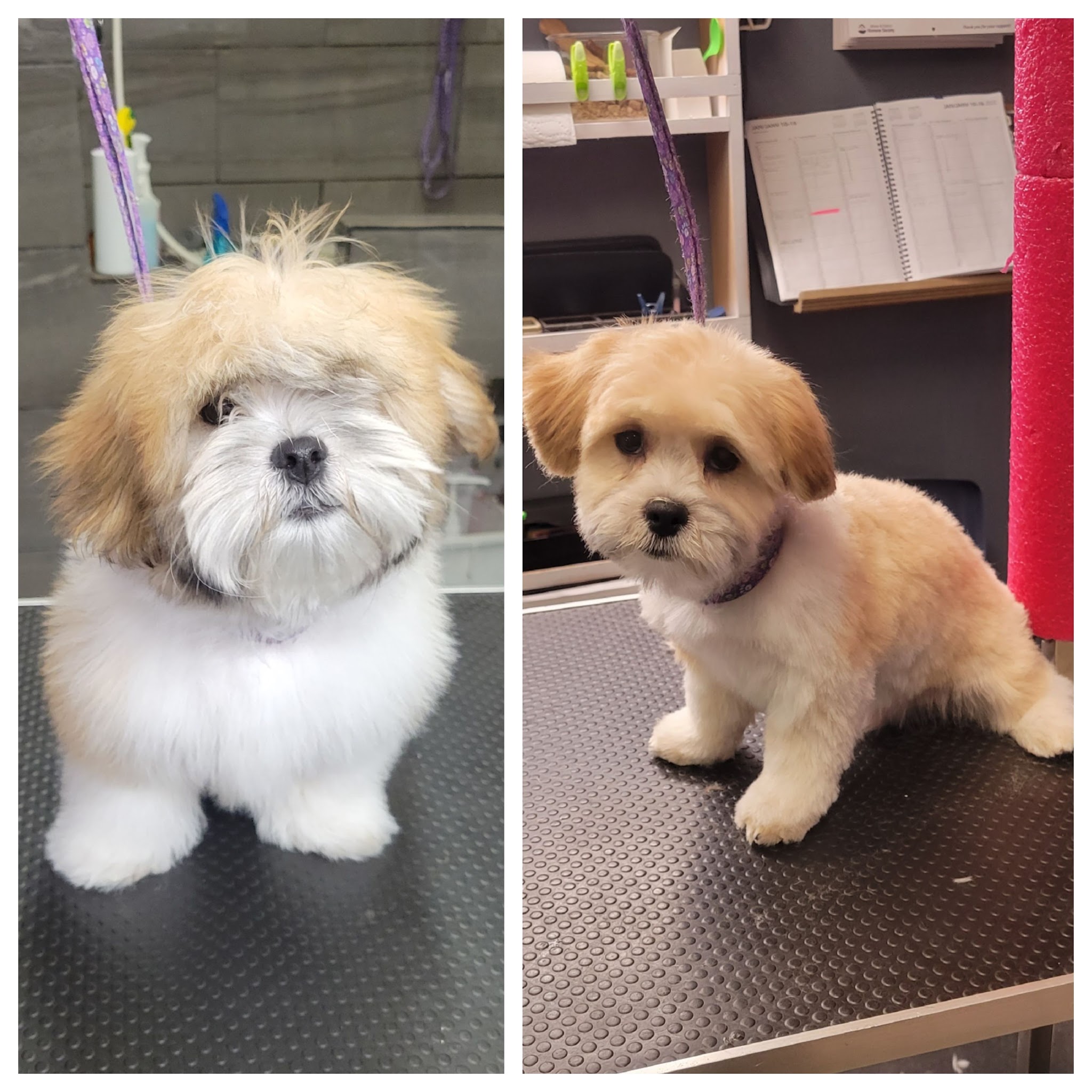 Before and after puppy grooming at Ruff Cutz Paw Spa