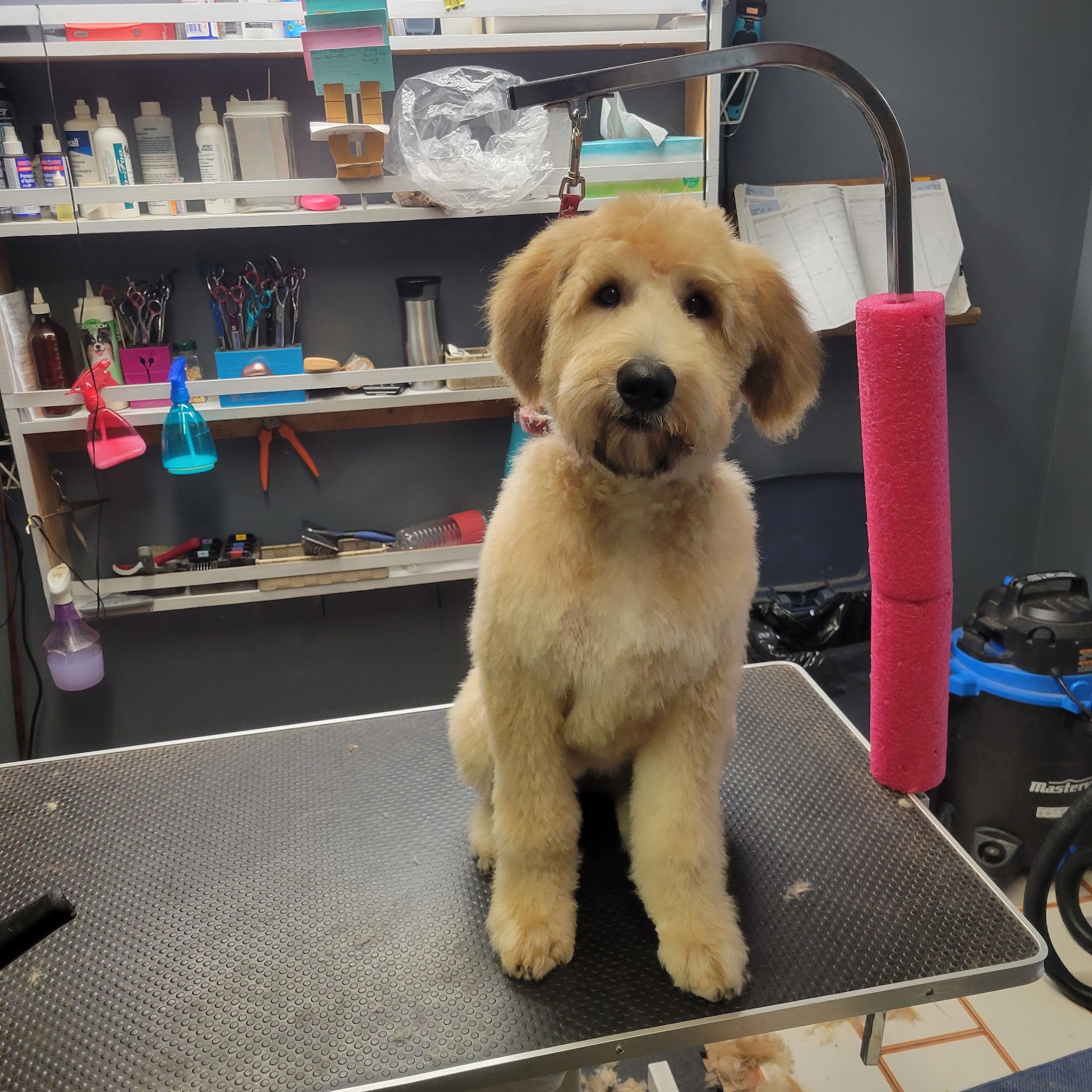 Happy goldendoodle freshly groomed on the grooming table