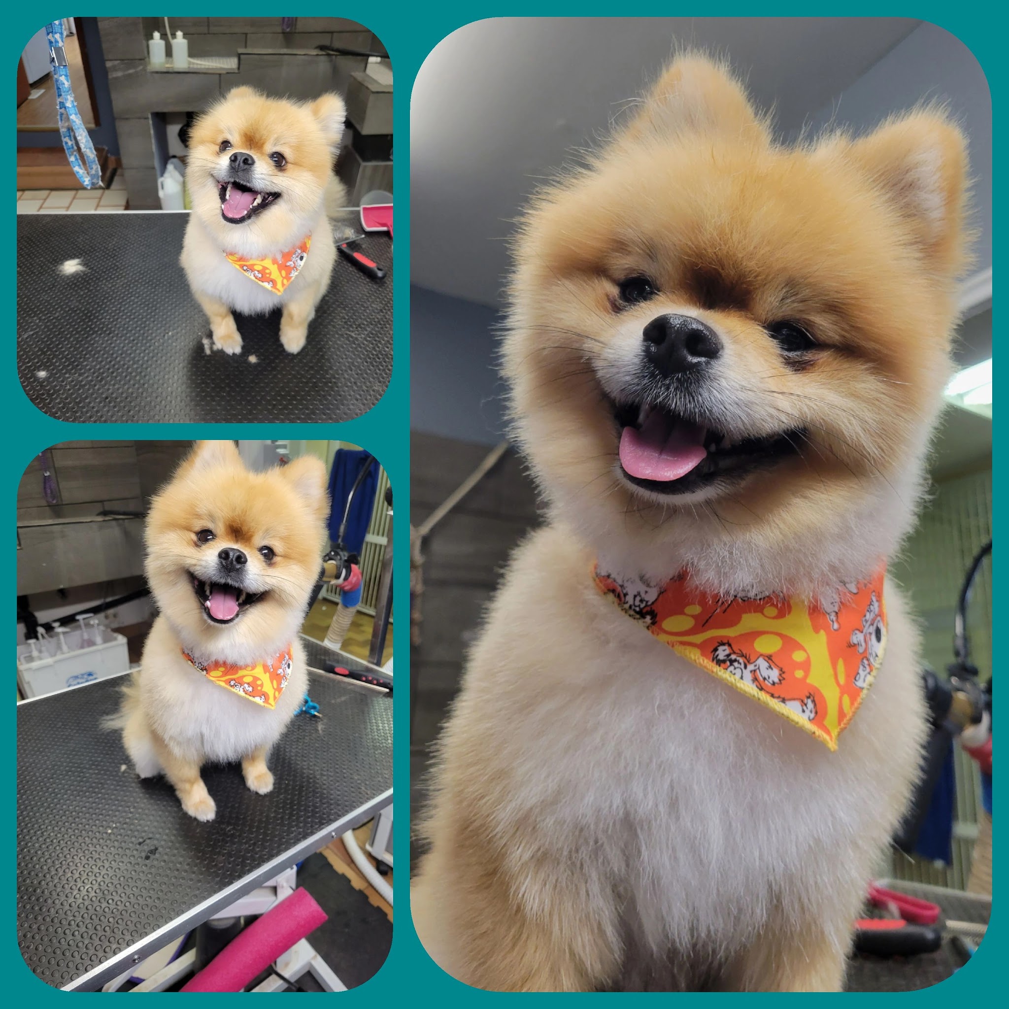 Happy Pomeranian after professional grooming at Ruff Cutz
