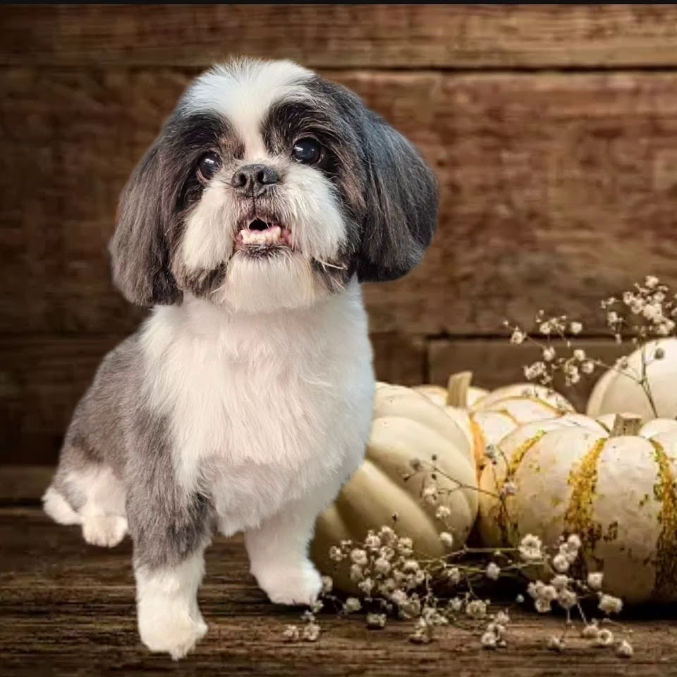 Cocker Spaniel on the grooming table looking freshly groomed