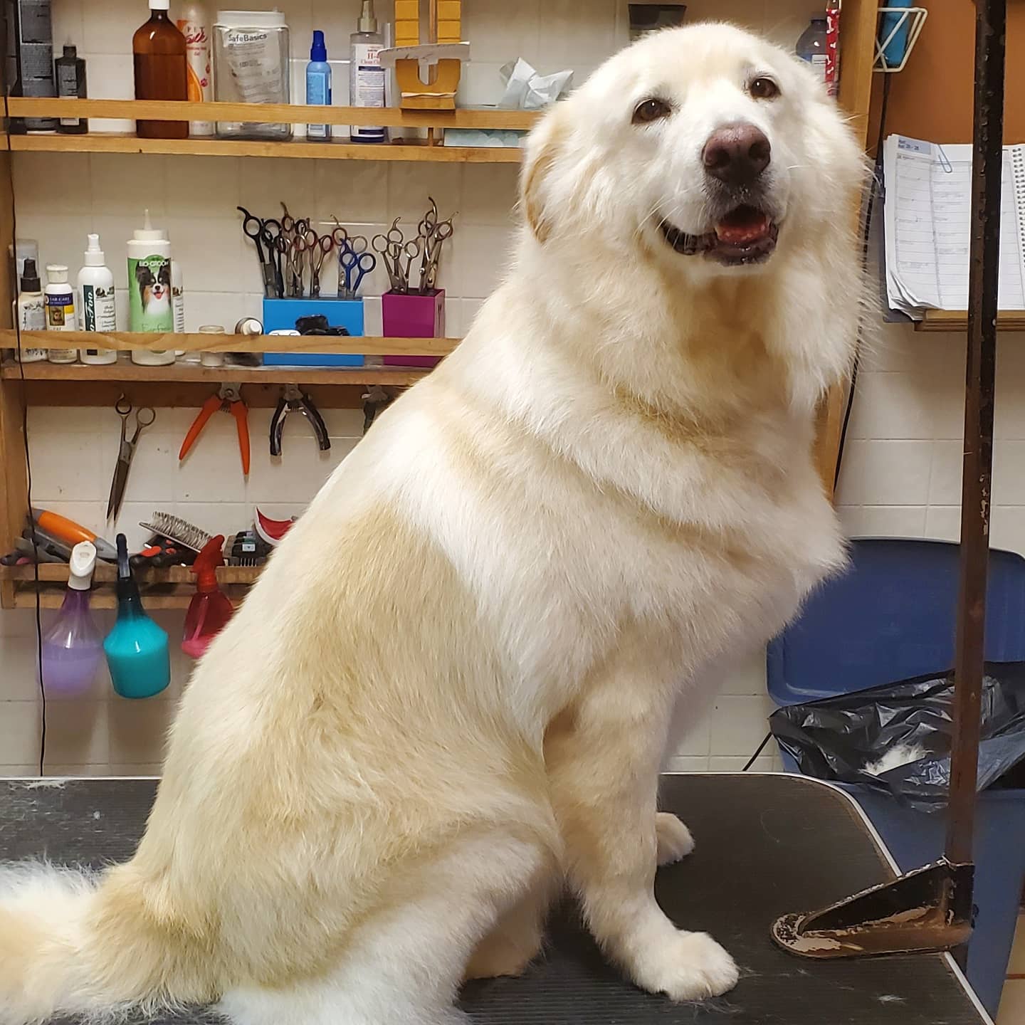 Freshly groomed Shih Tzu with pumpkin decorations