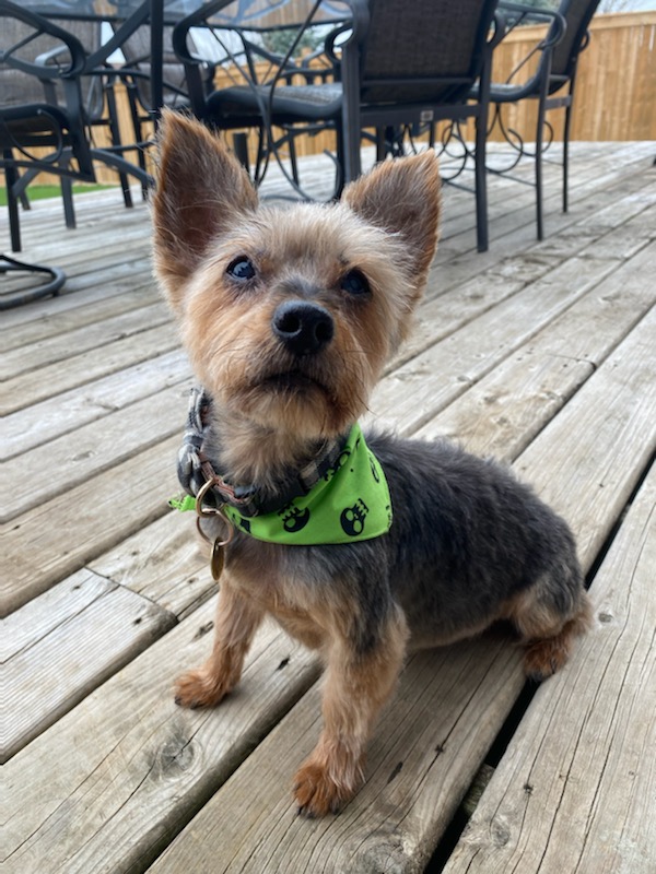 Yorkshire Terrier wearing a green bandana after grooming