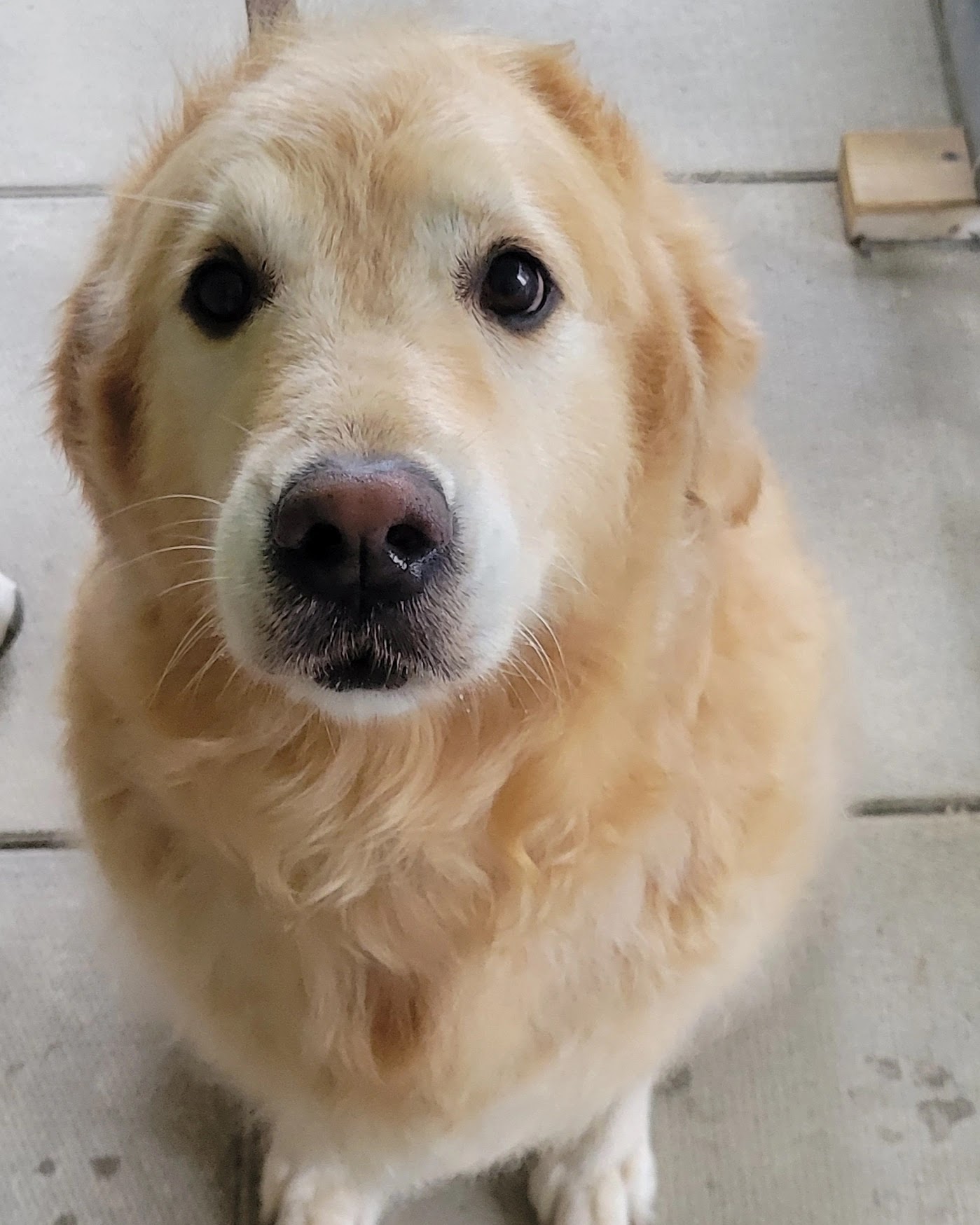 Golden Retriever looking at the camera