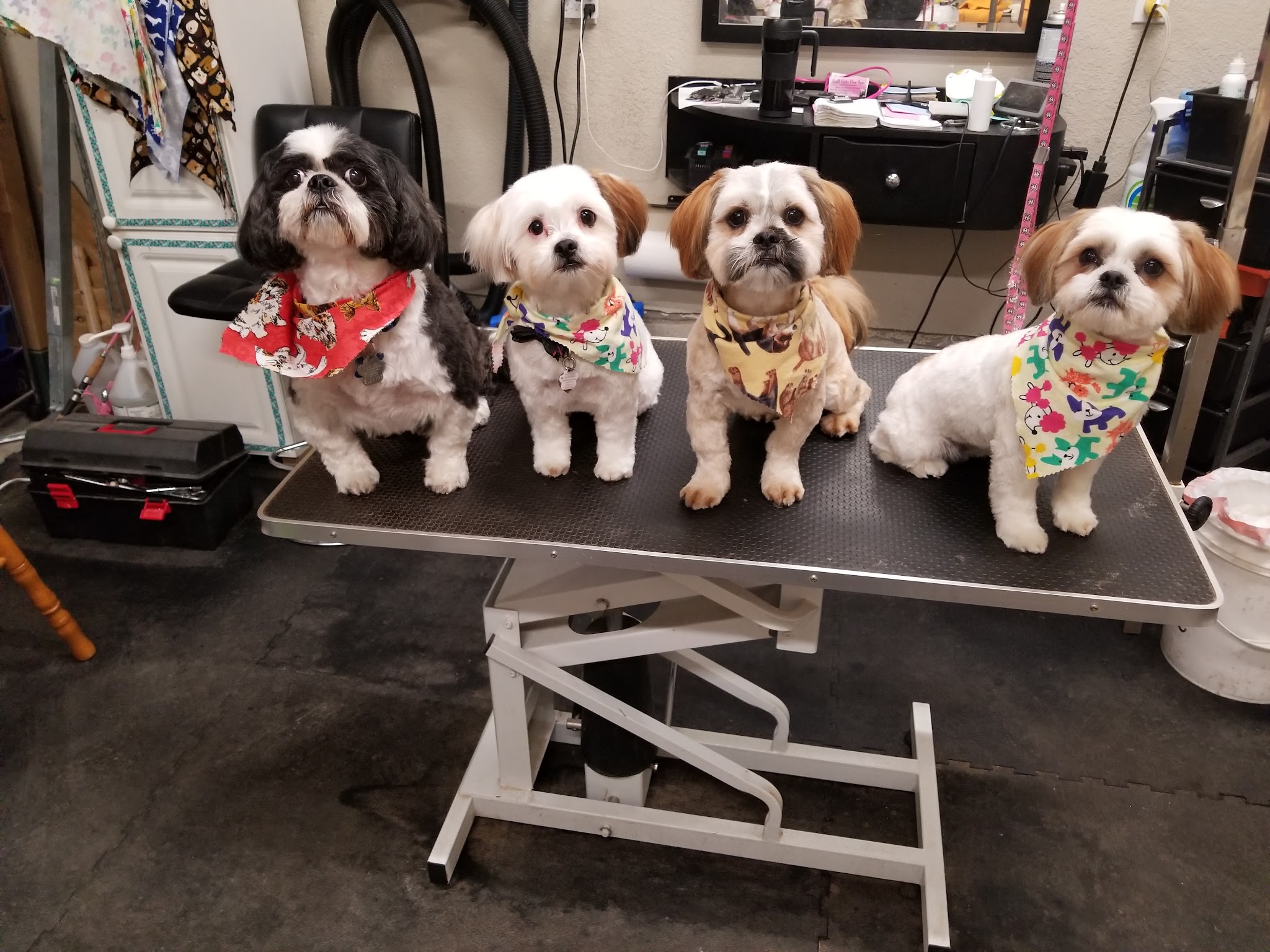 Four freshly groomed dogs wearing colorful bandanas on the grooming table at Ruff Cutz Paw Spa