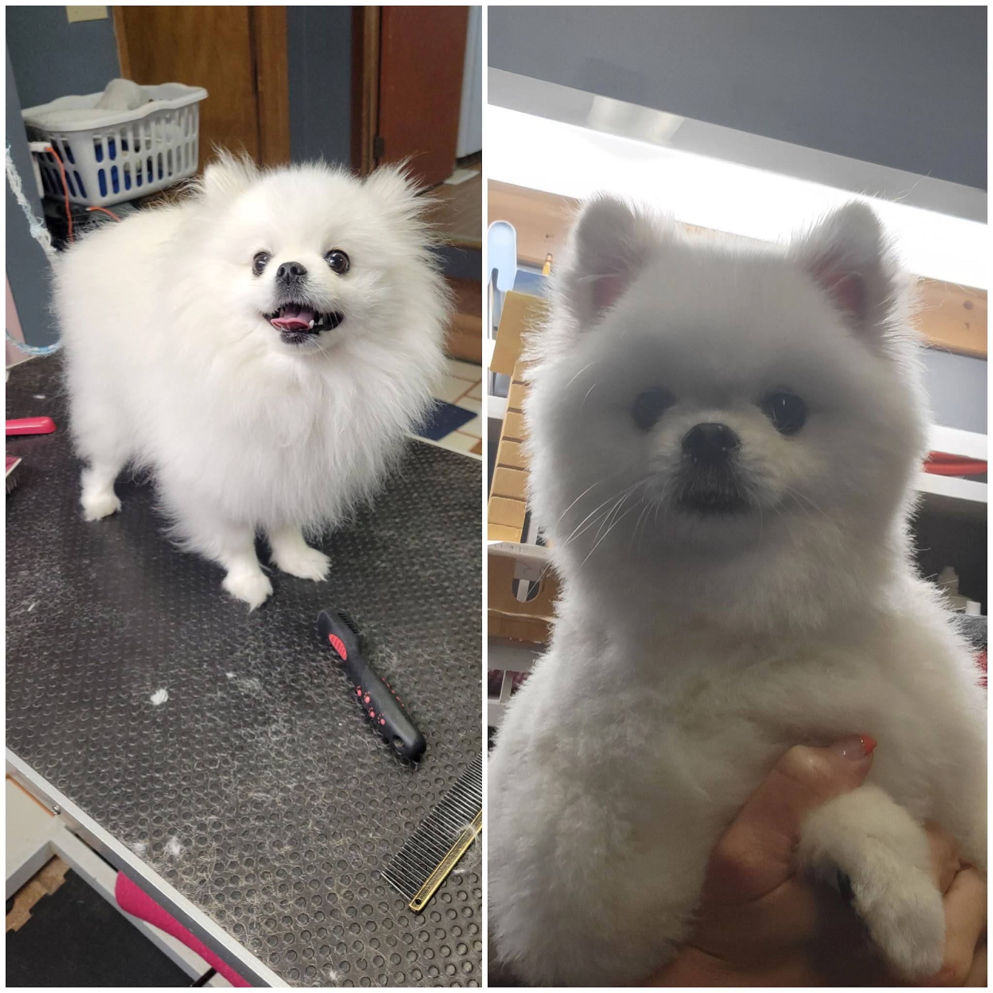 White Pomeranian before and after grooming