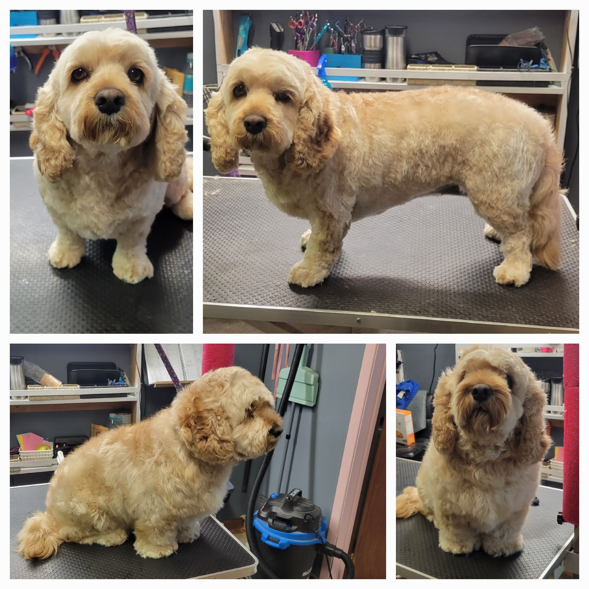 Cockapoo grooming collage showing different angles
