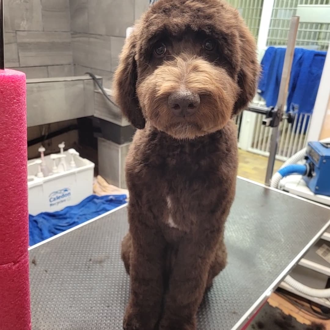 Chocolate Labradoodle freshly groomed
