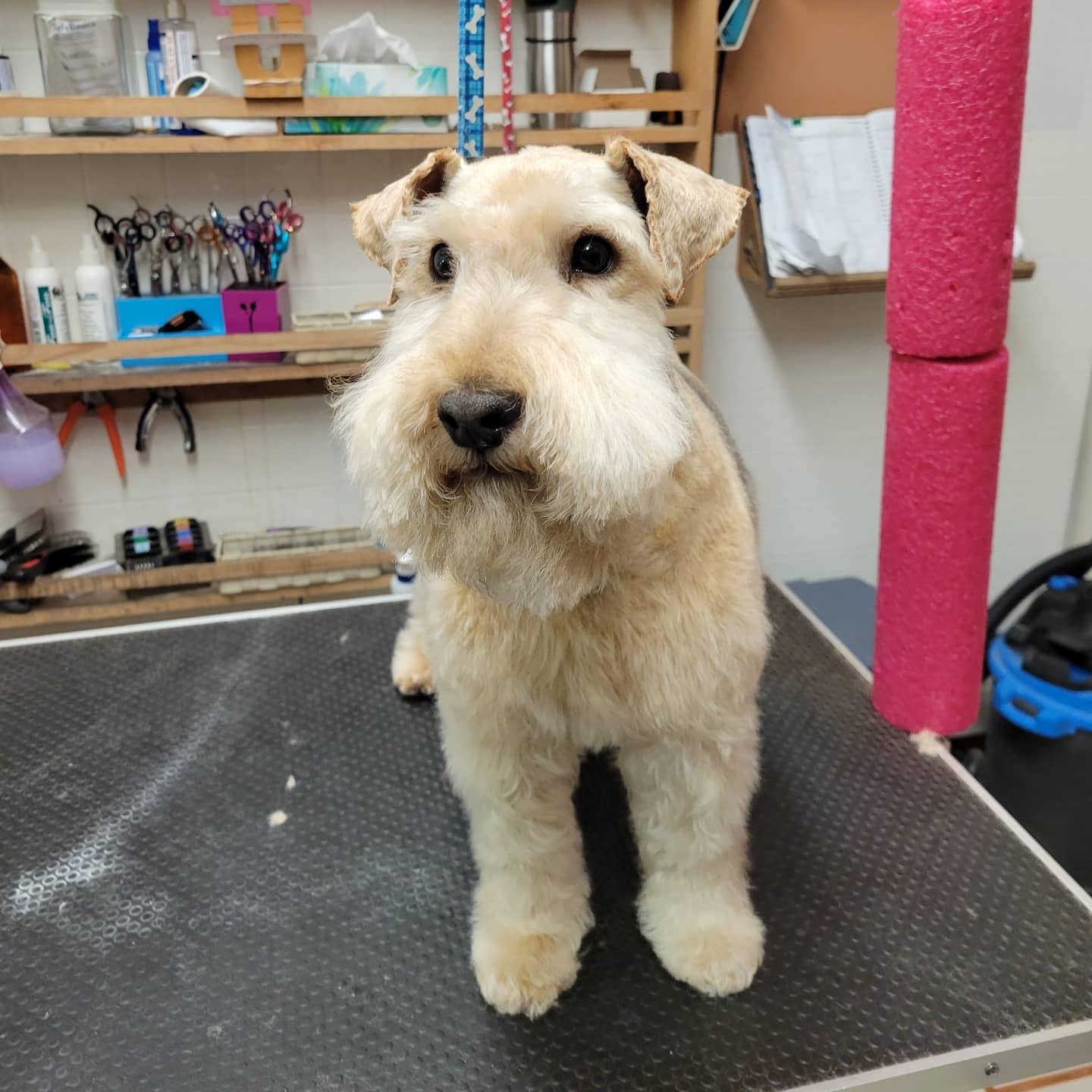 Wire Fox Terrier freshly groomed on the table