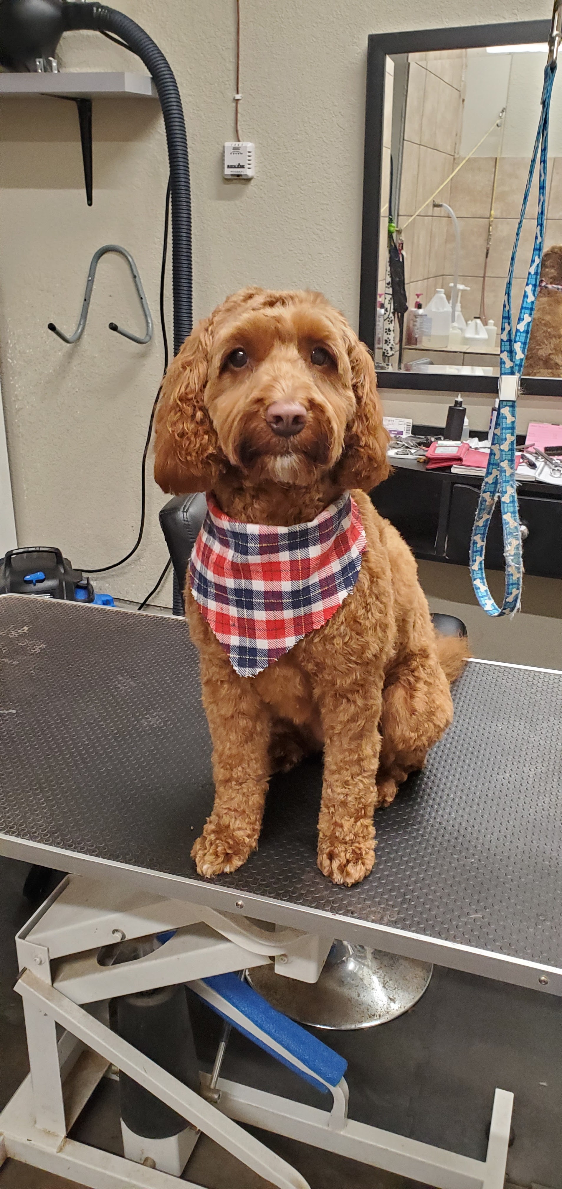 Red cockapoo with a plaid bandana after grooming