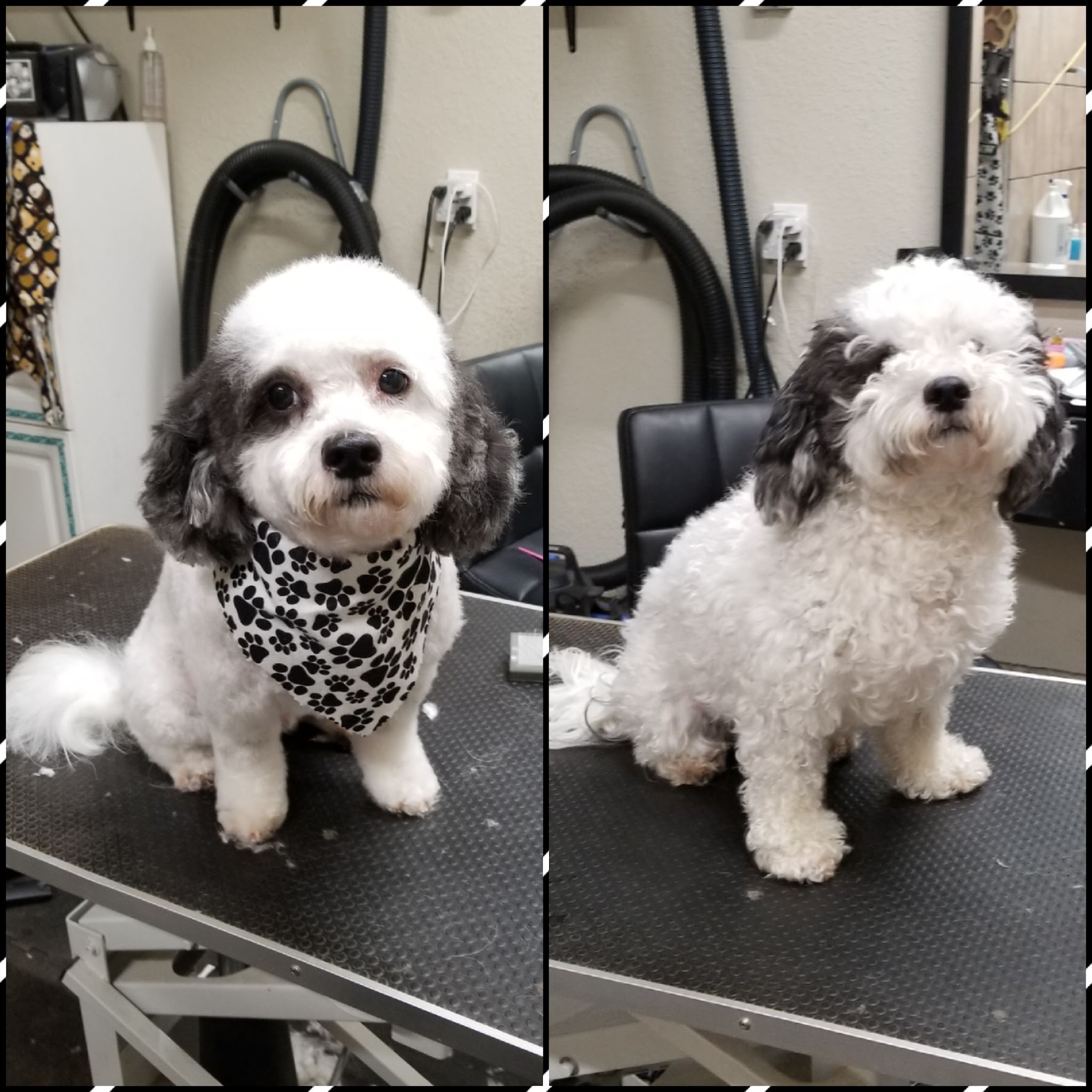 Before and after grooming of a black and white dog