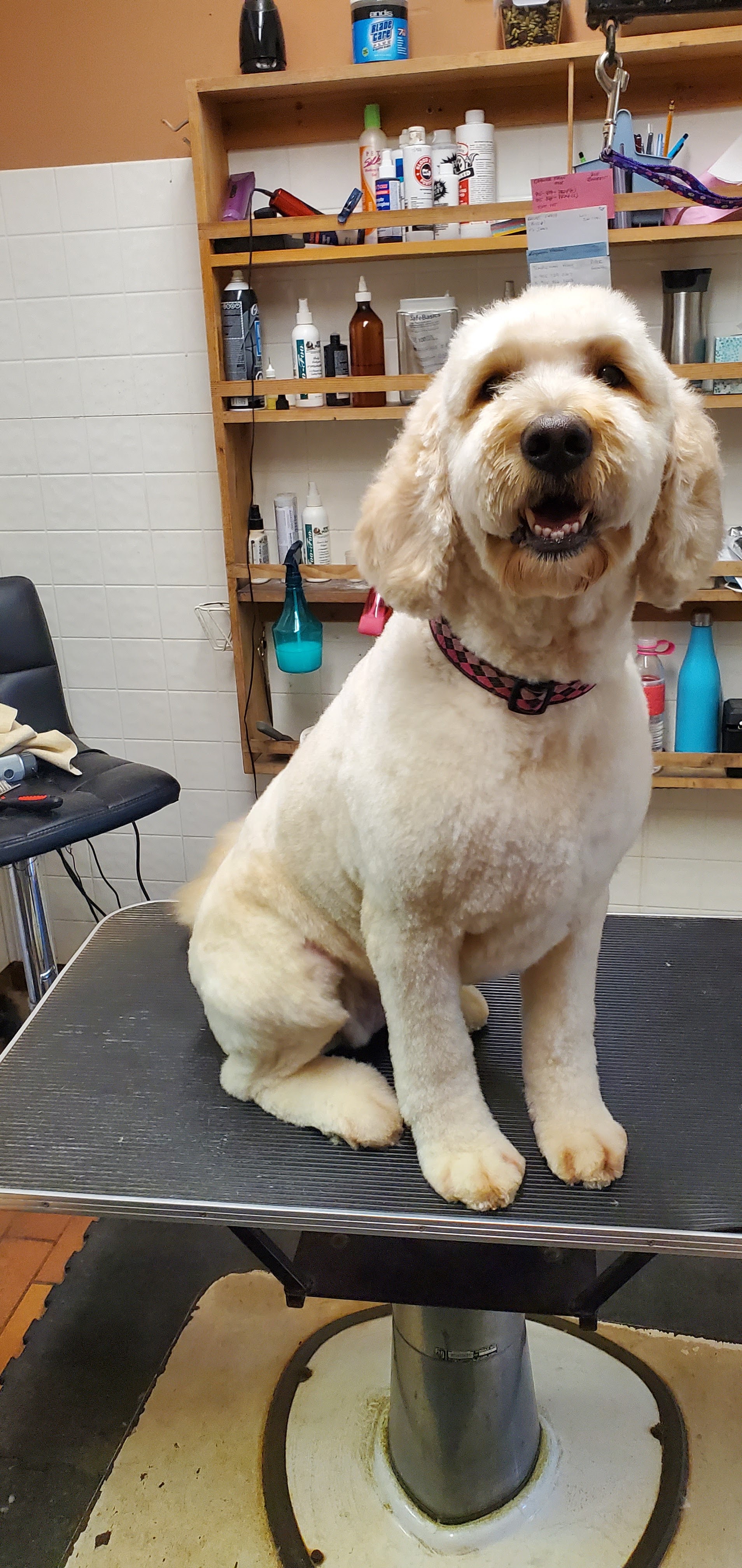 Happy Goldendoodle smiling on the grooming table