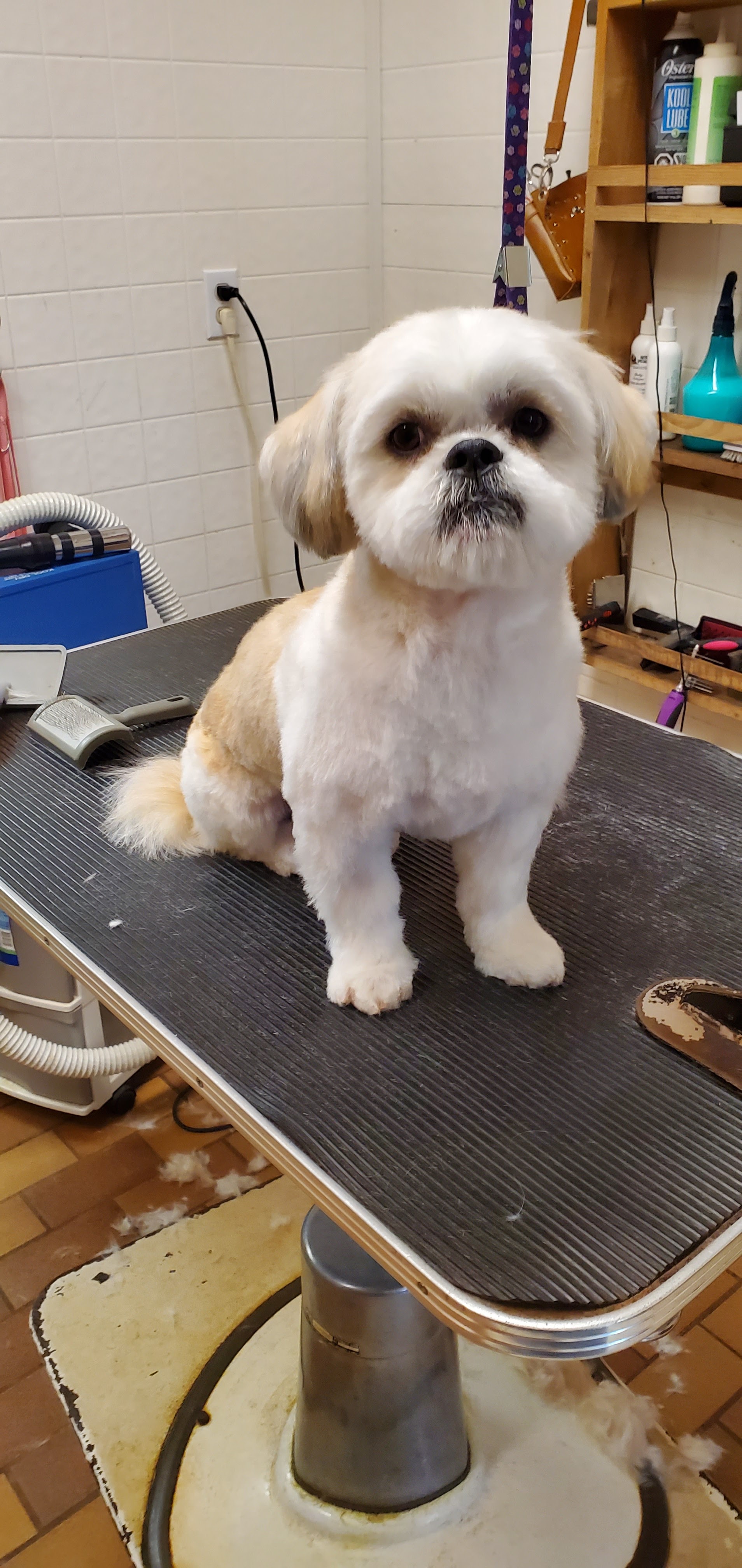 Shih Tzu freshly groomed sitting on the table