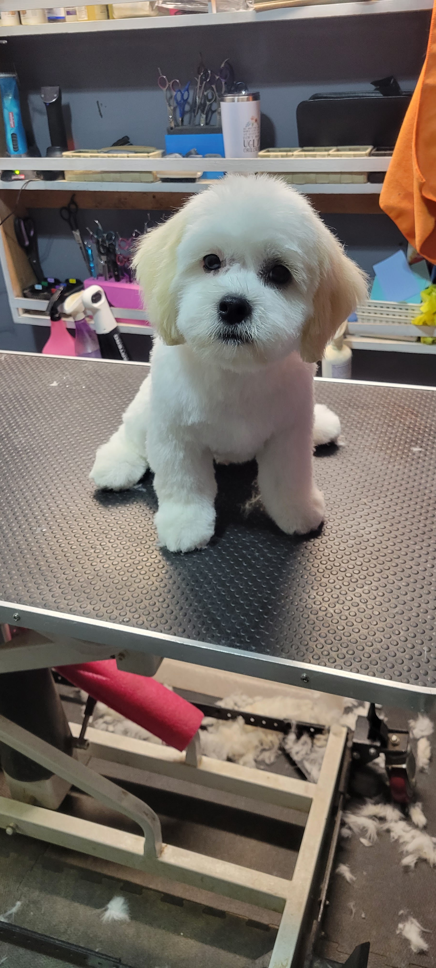 White puppy freshly groomed on the table